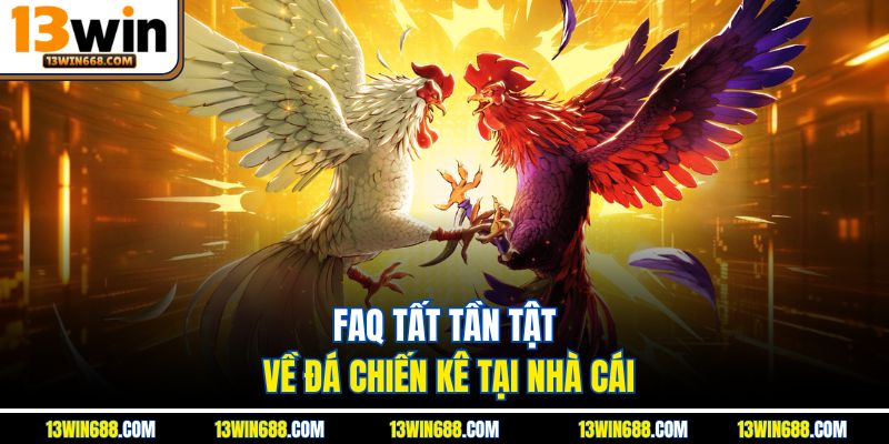 FAQ tất tần tật về đá chiến kê tại nhà cái