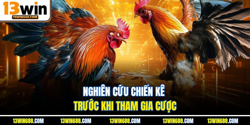 Nghiên cứu chiến kê trước khi tham gia cược